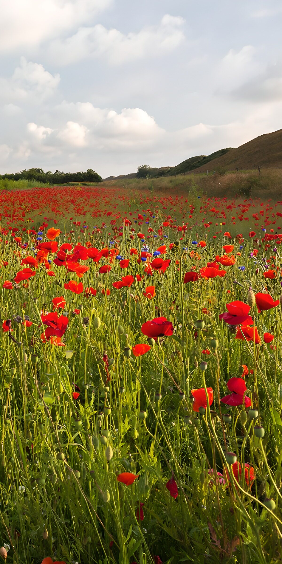 OCCOM5207414: Vibrant Poppy Field Under a Clear Sky