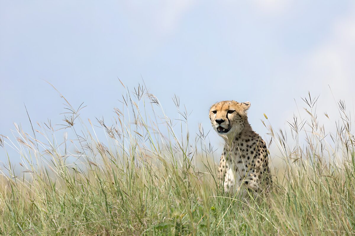 Cheetah in Tall Grass