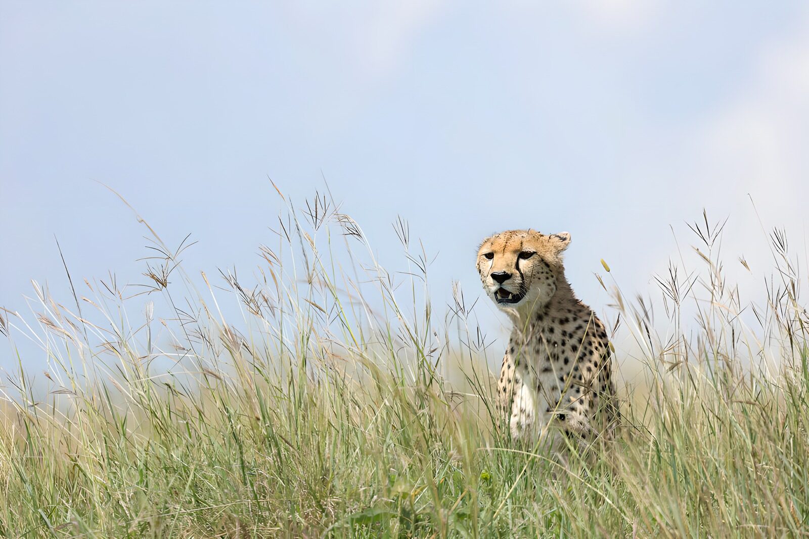 OCCOM5323246: Cheetah in Tall Grass