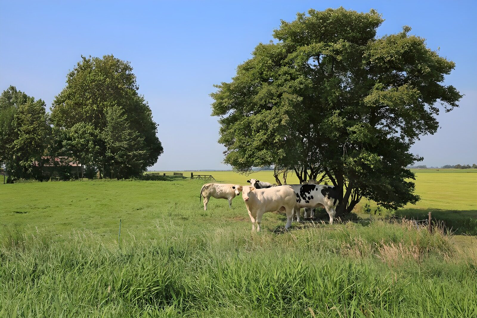 OCCOM3486175: Cows Resting Under a Tree