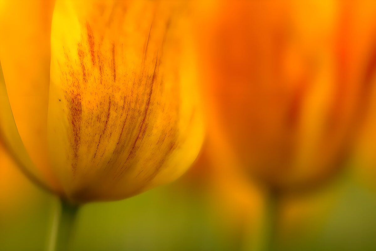 Bright Yellow Tulip Blossom