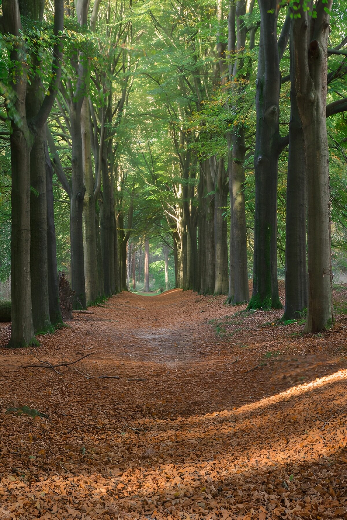 OCCOM2281565: Tranquil Forest Pathway
