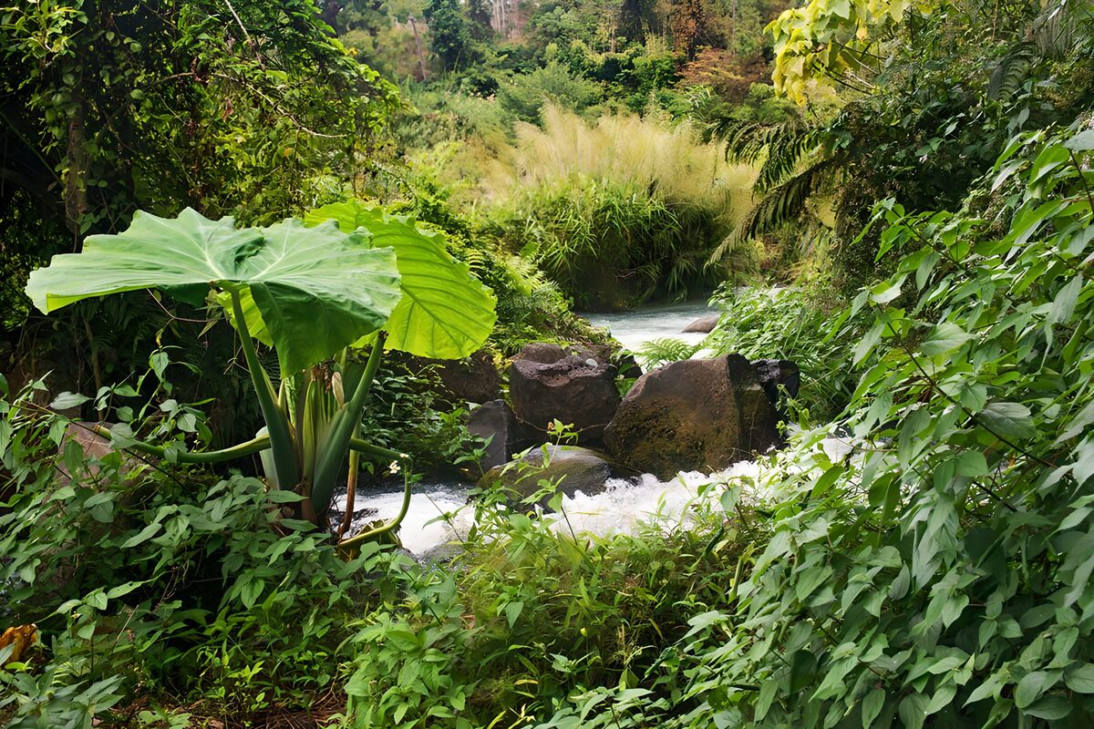 Tropical Oasis with Flowing Stream