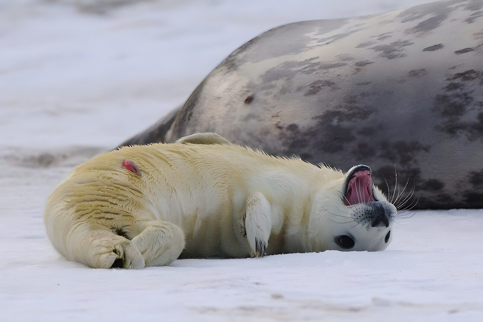 OCCOM1159732: Playful Seal on Ice