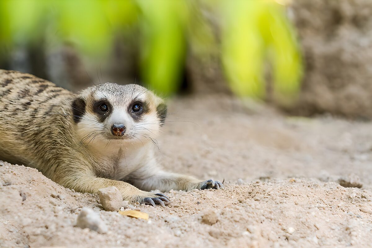 Curious Meerkat at Rest