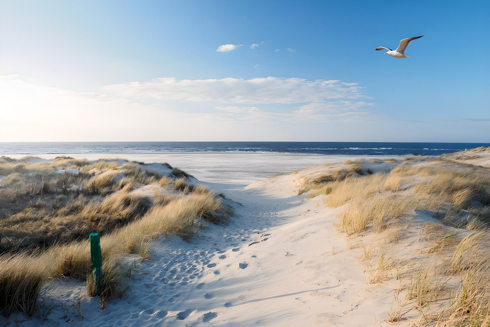 OCCOM8575929: Serene Beach Pathway at Dusk