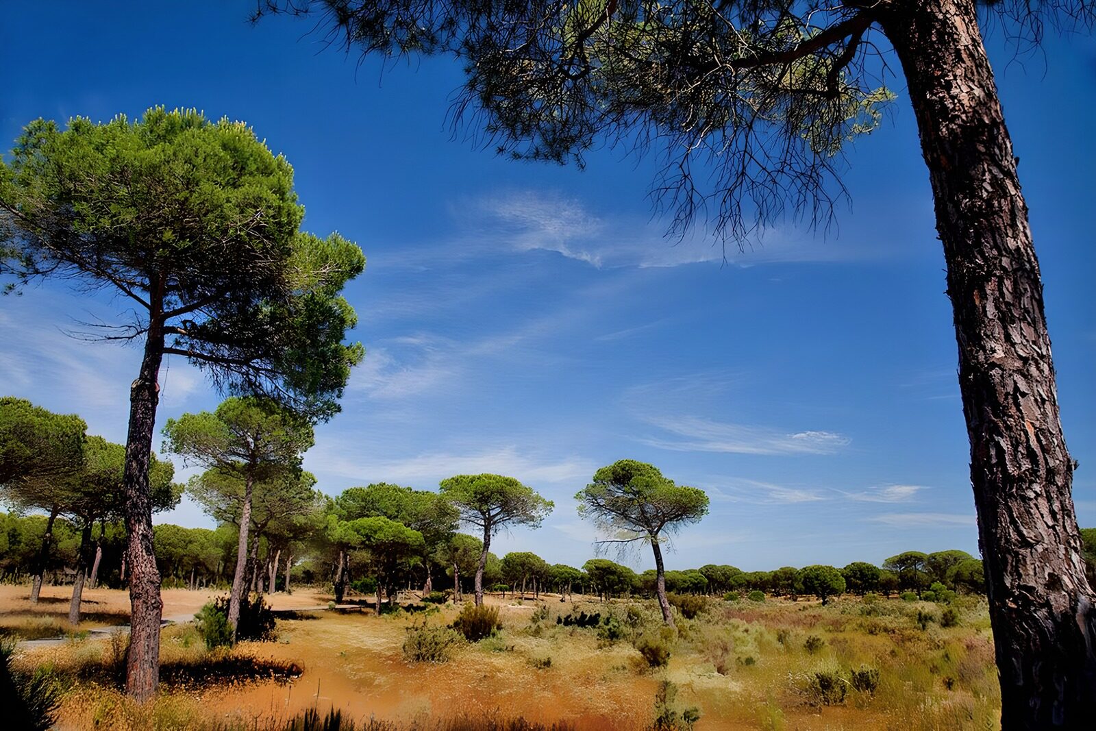 OCCOM9265804: Serene Pine Forest under Blue Sky