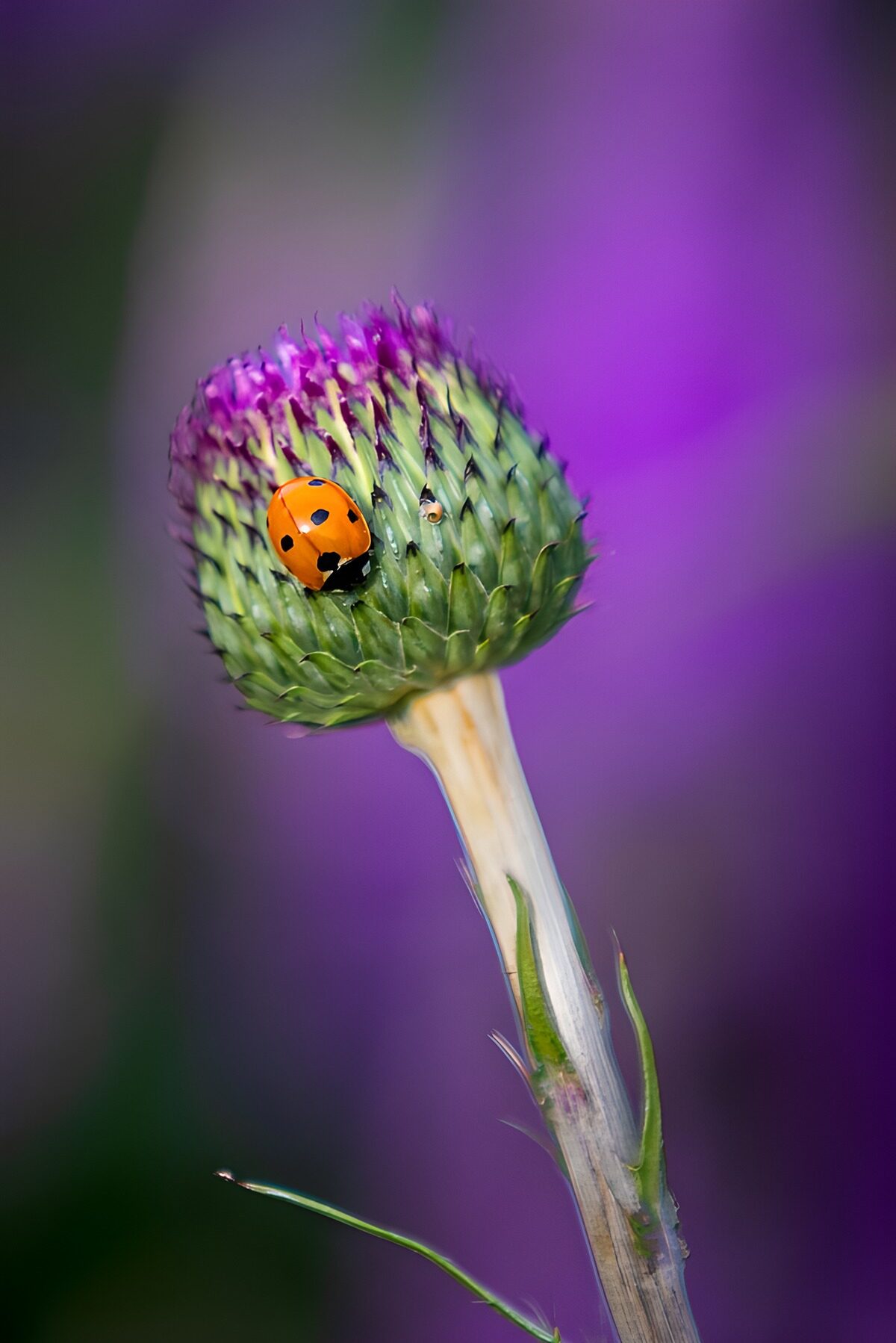 Ladybug on Thistle Bud
