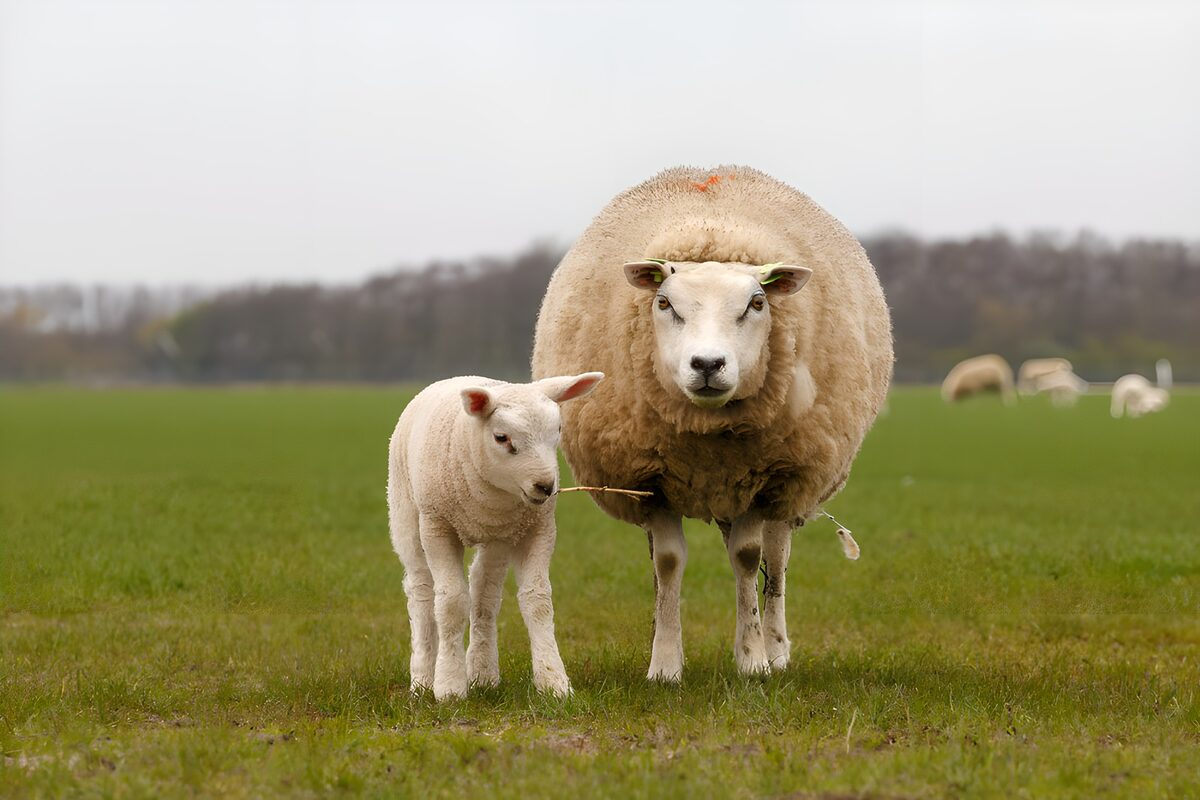 Mother Sheep and Lamb in Green Pasture