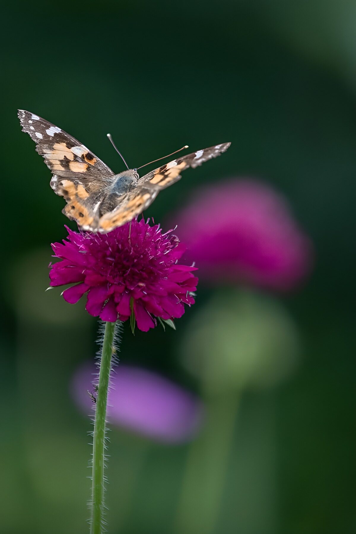 OCCOM8984926: Butterfly on a Vibrant Flower