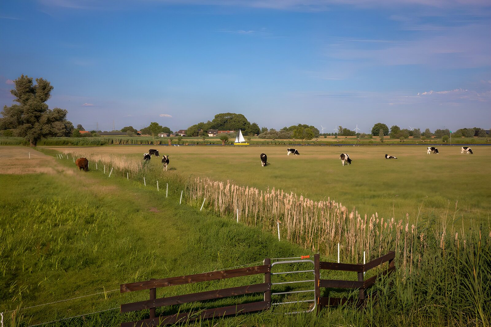 OCCOM5945541: Peaceful Pasture with Grazing Cows