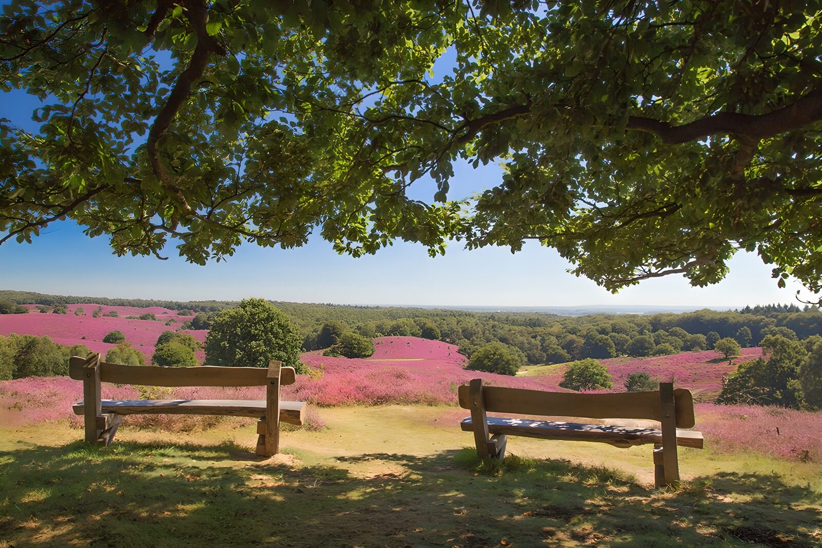 OCCOM7952530: Serene View Over Flowering Landscape