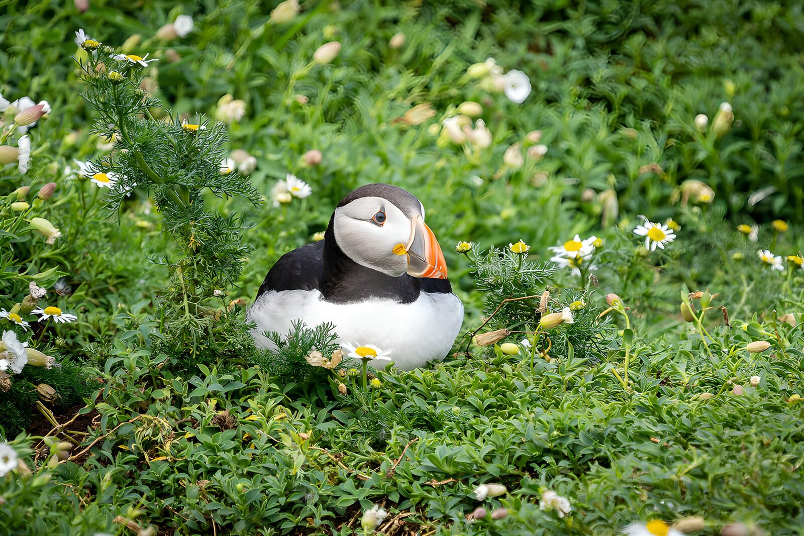 OCCOM9553417: Puffin Among Wildflowers