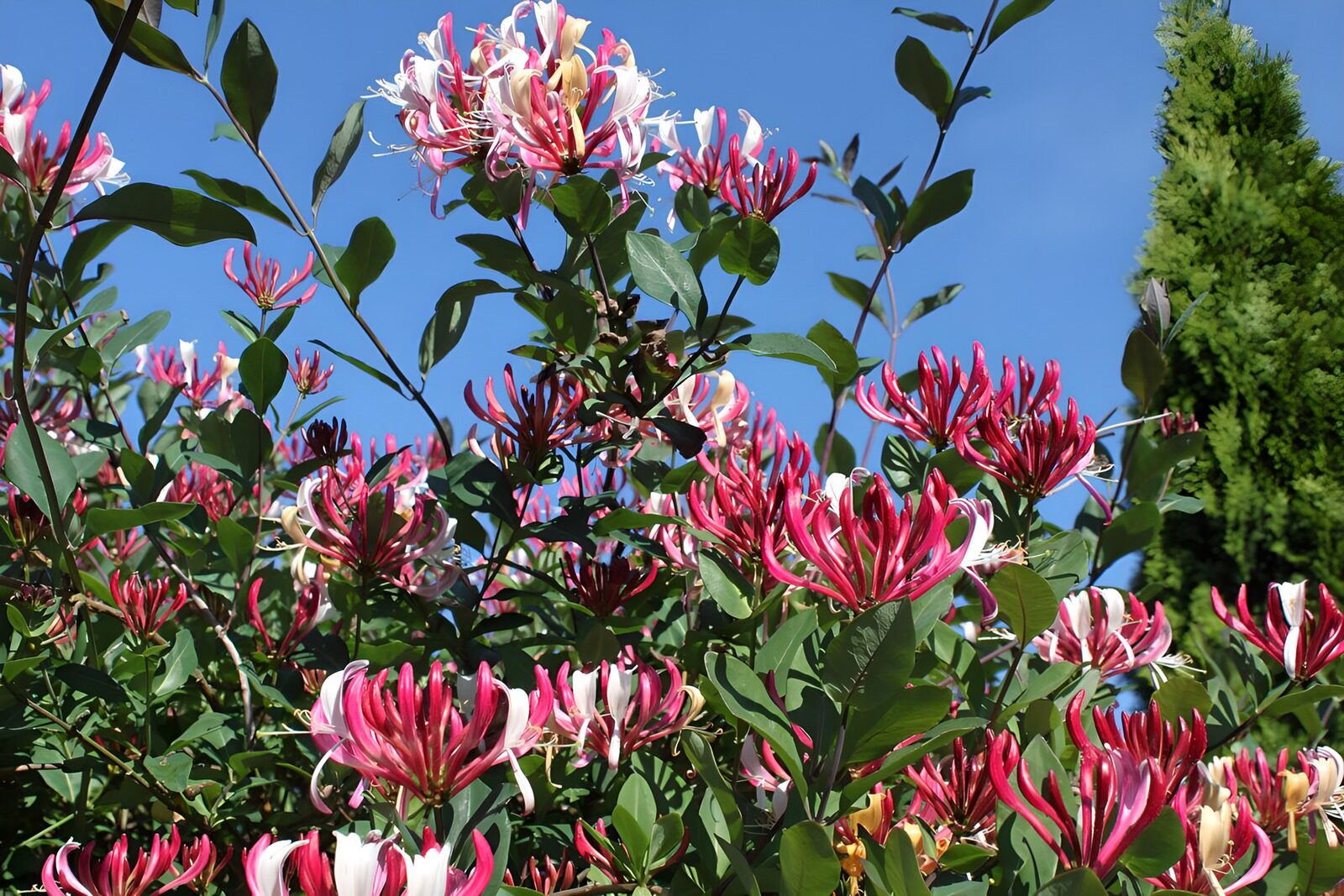 OCCOM3269113: Vibrant Honeysuckle Blooms in Blue Sky