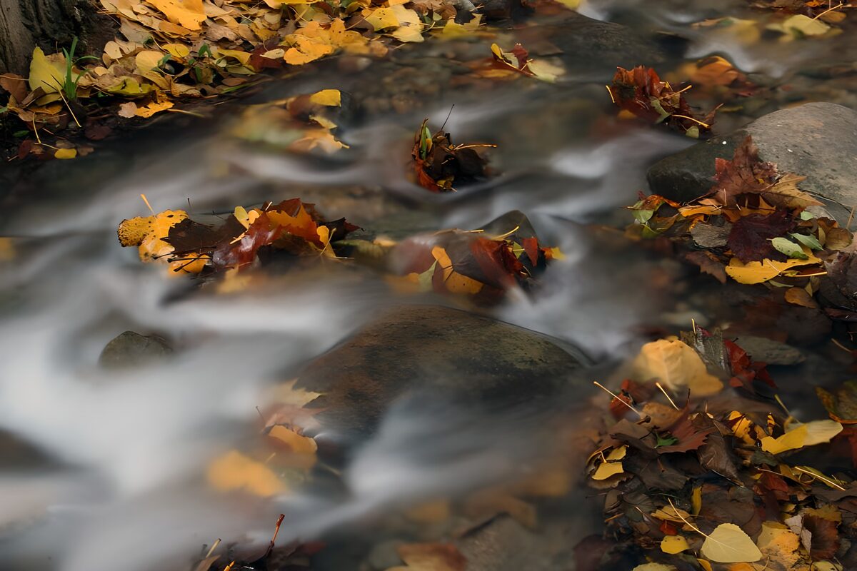 Autumn Leaves on a Gentle Stream