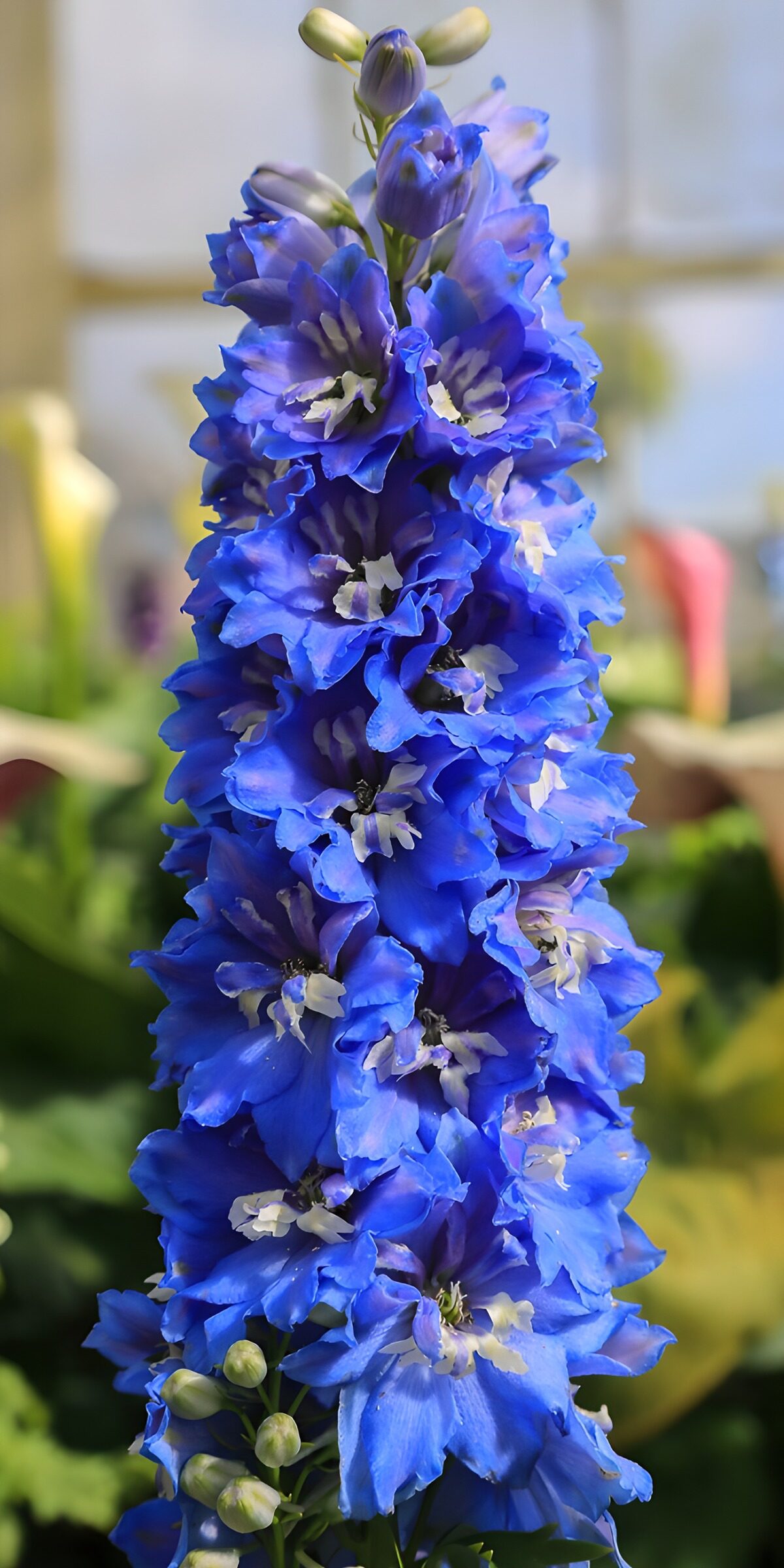 OCCOM7905290: Vibrant Blue Delphinium Blooms