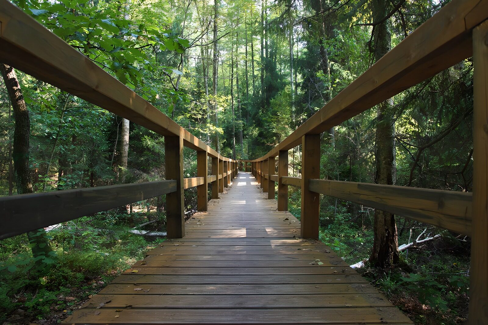 OCCOM8255894: Serene Forest Pathway