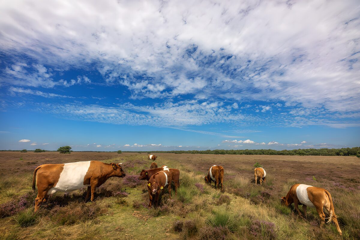 Cows Grazing Under a Vast Sky