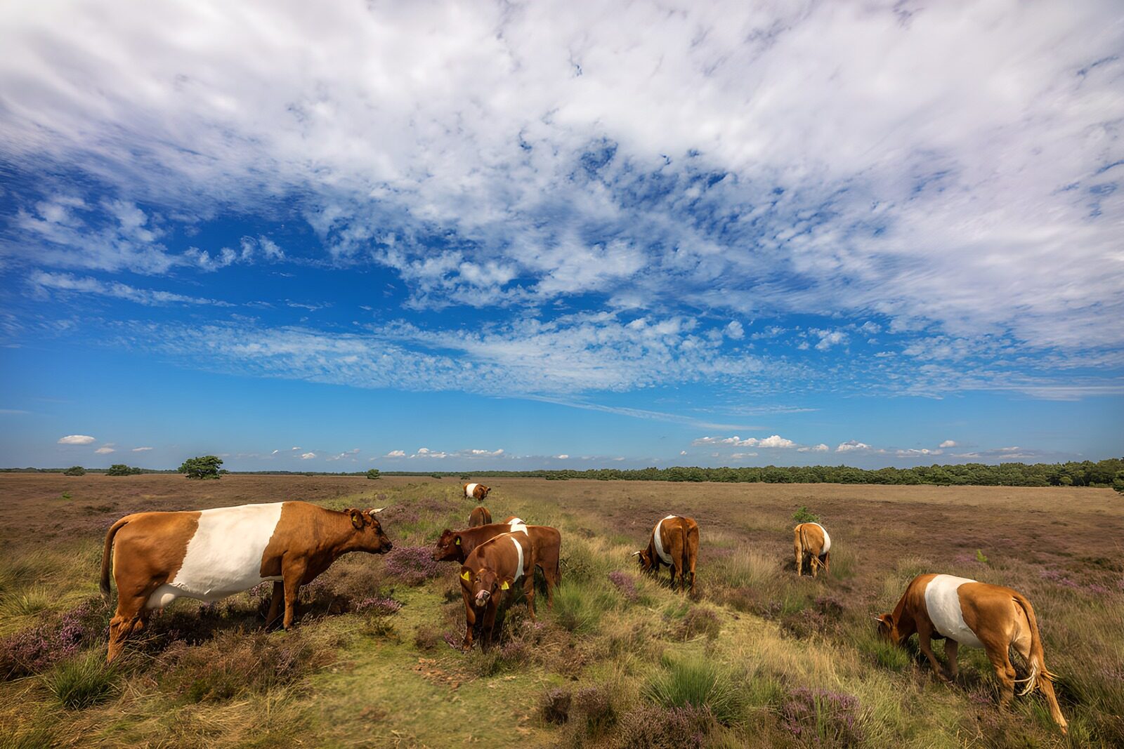 OCCOM9453197: Cows Grazing Under a Vast Sky