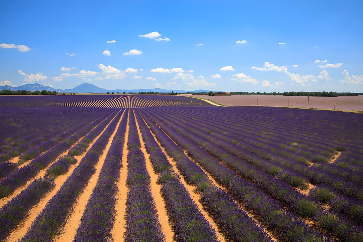 Endless Lavender Fields under a Blue Sky