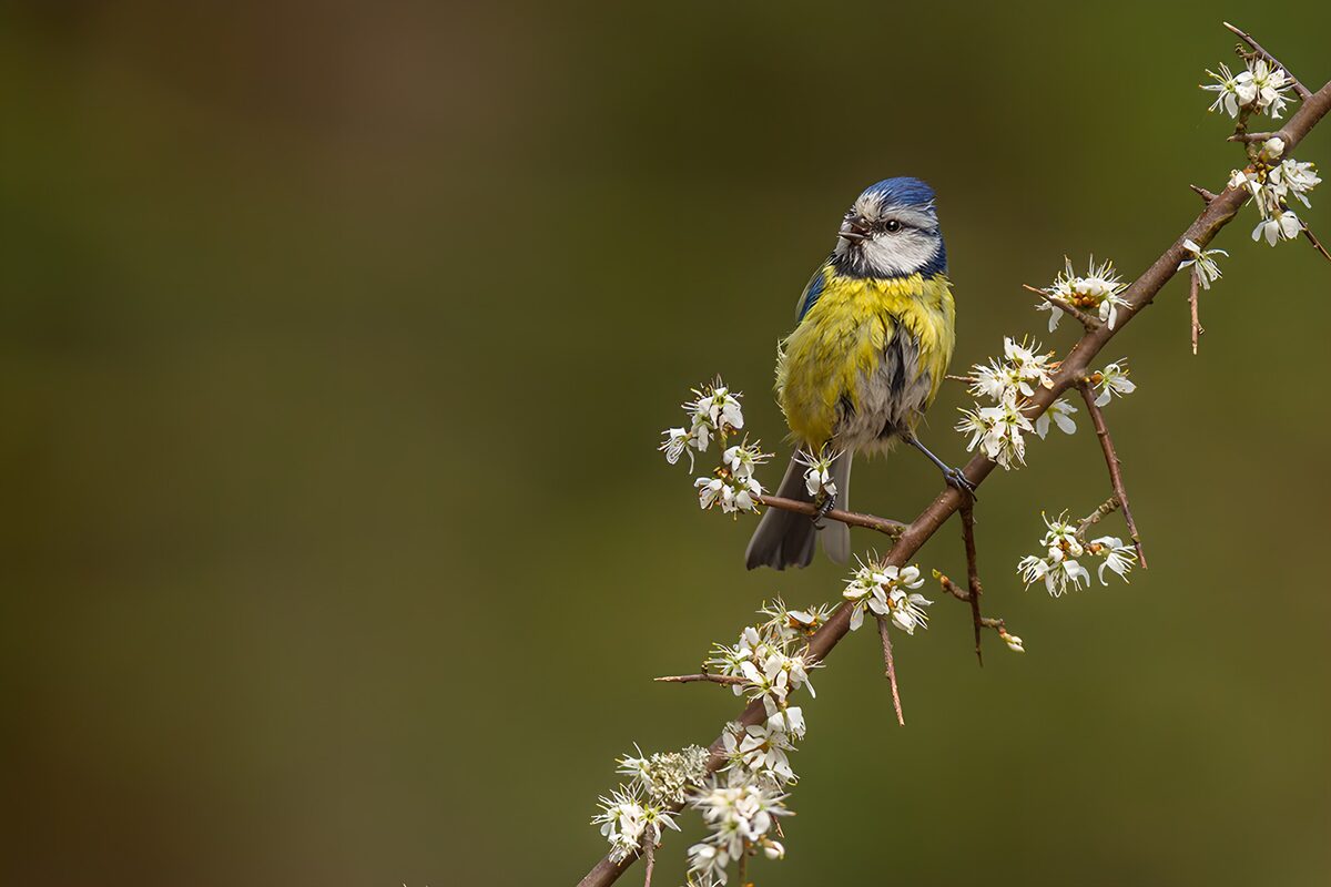 Blue Tit on Blooming Branch