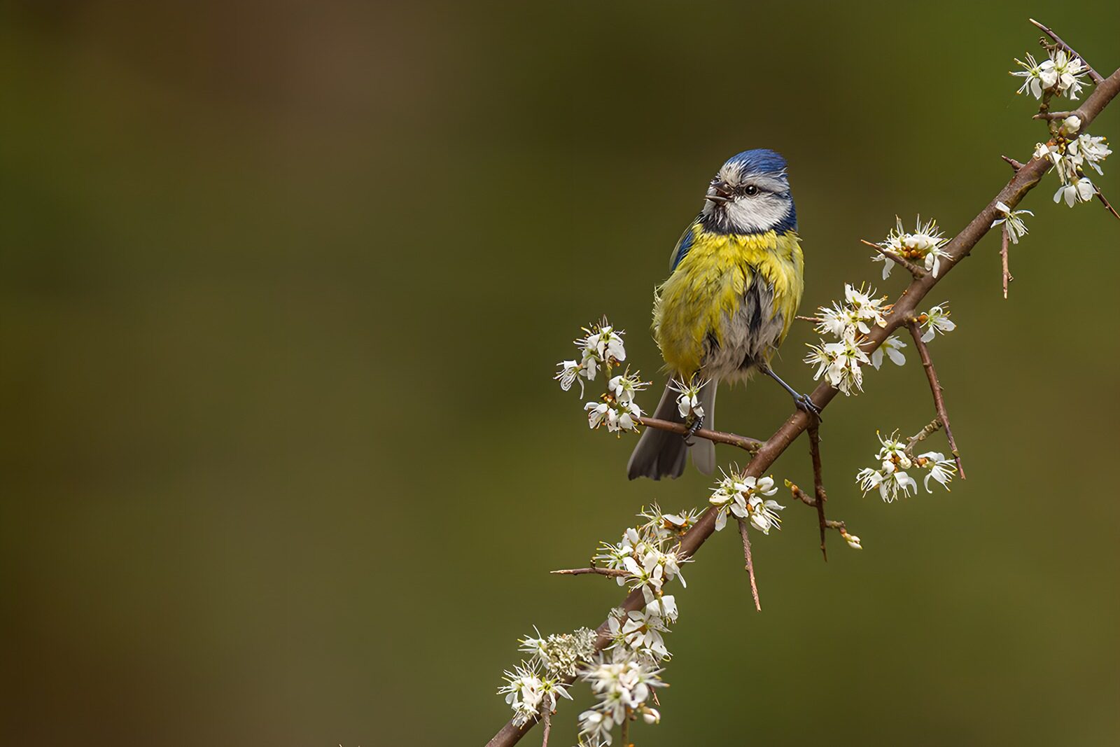 OCCOM1391615: Blue Tit on Blooming Branch
