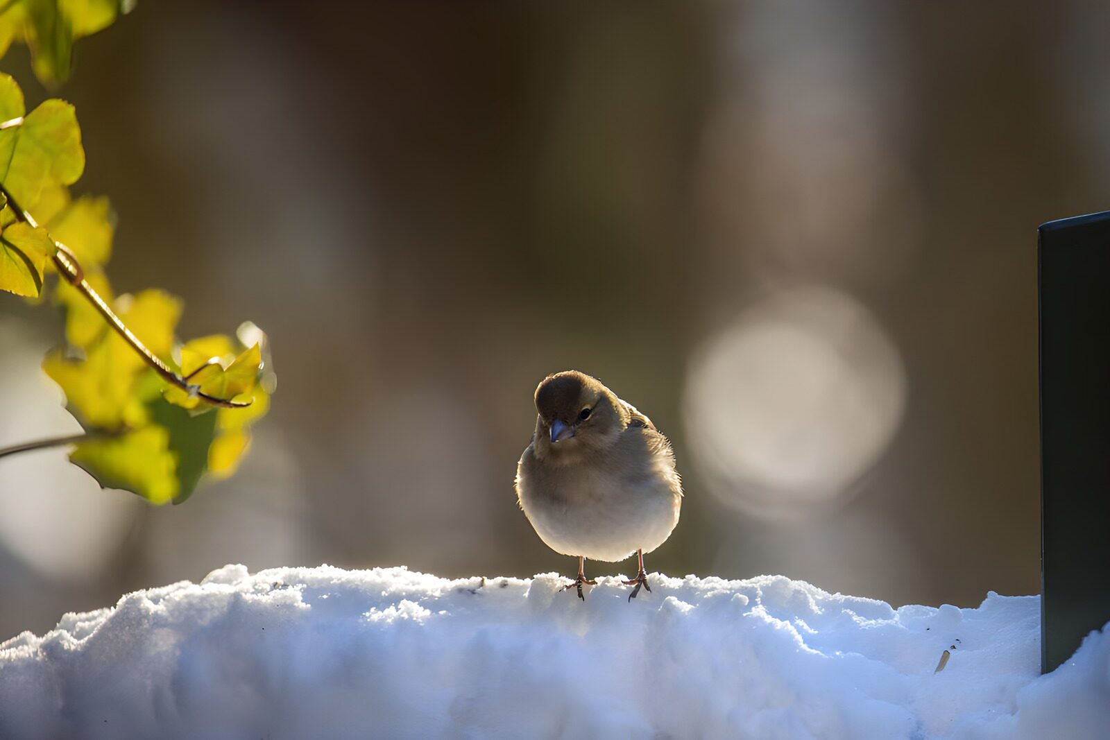 OCCOM5235649: Winter Bird on Snowy Perch