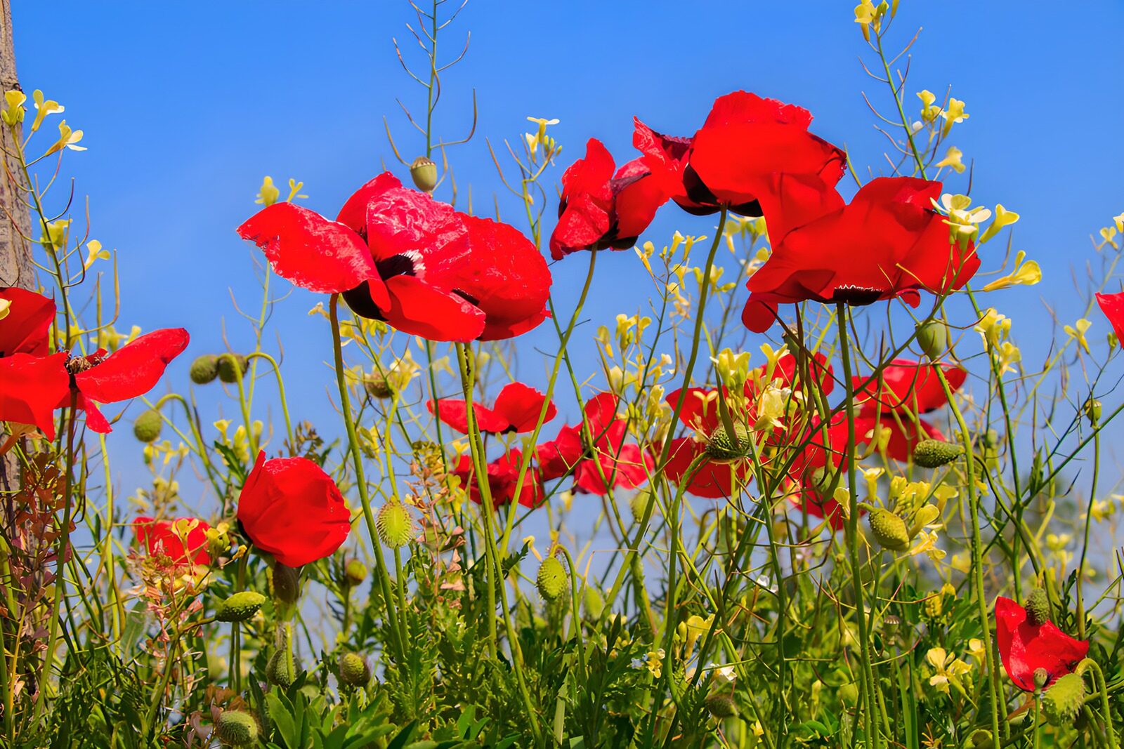 OCCOM3136533: Vibrant Poppy Field Under Blue Skies