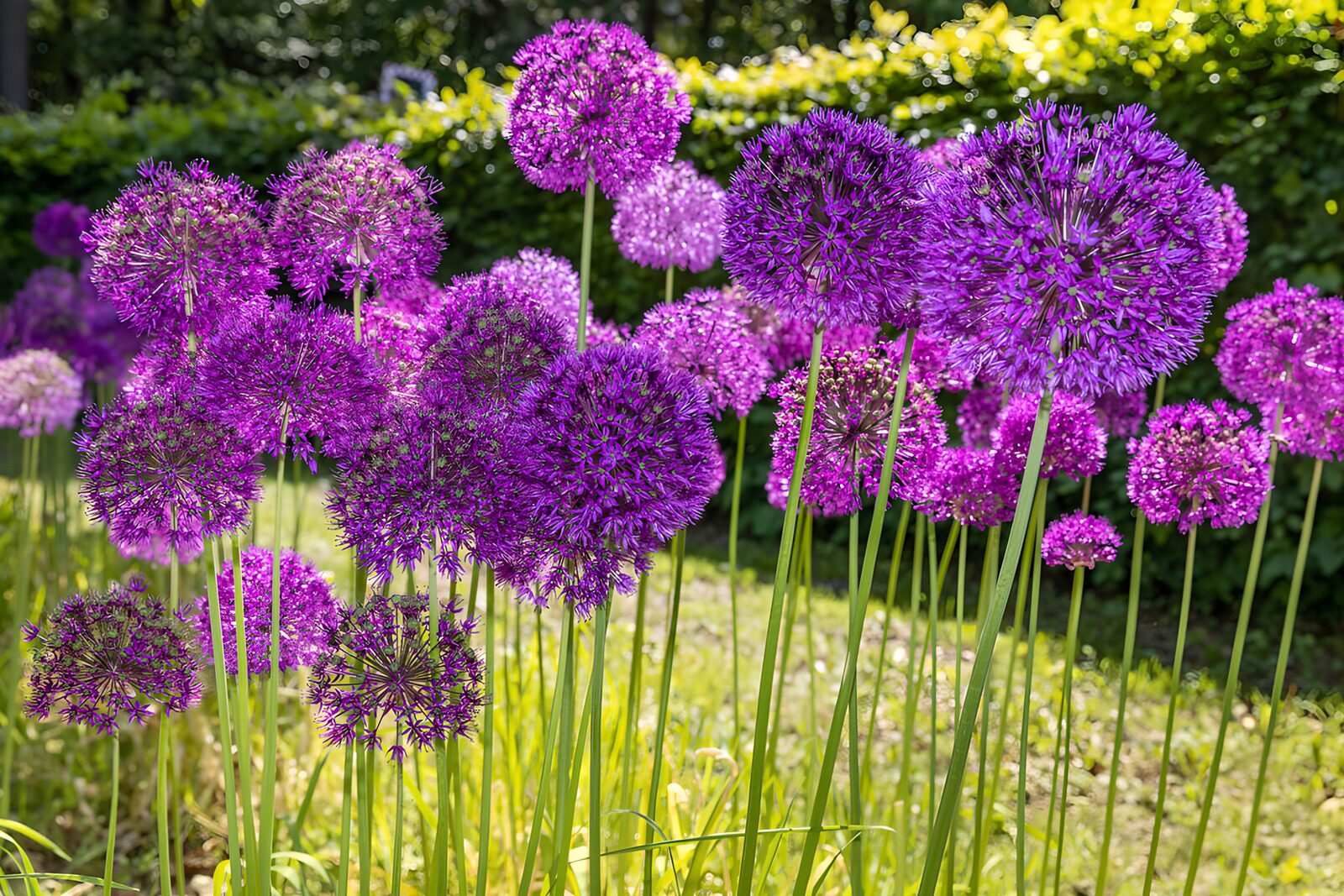 OCCOM9344728: Vibrant Purple Alliums in Bloom
