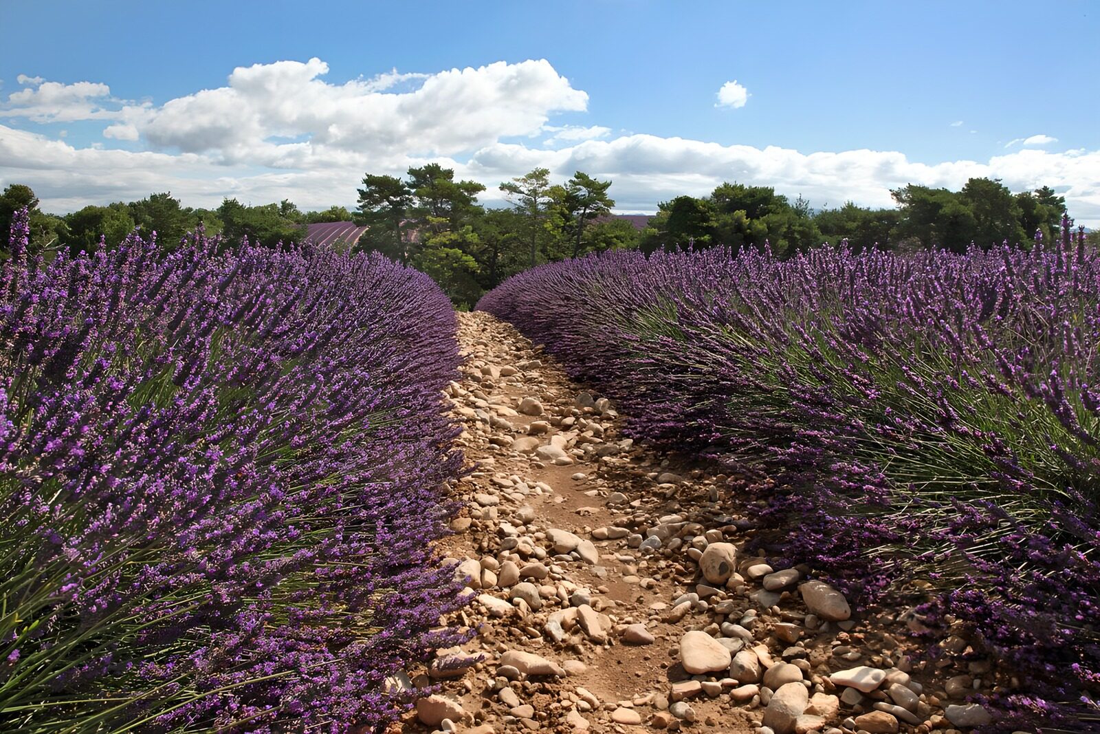 OCCOM4415307: Serene Lavender Pathway