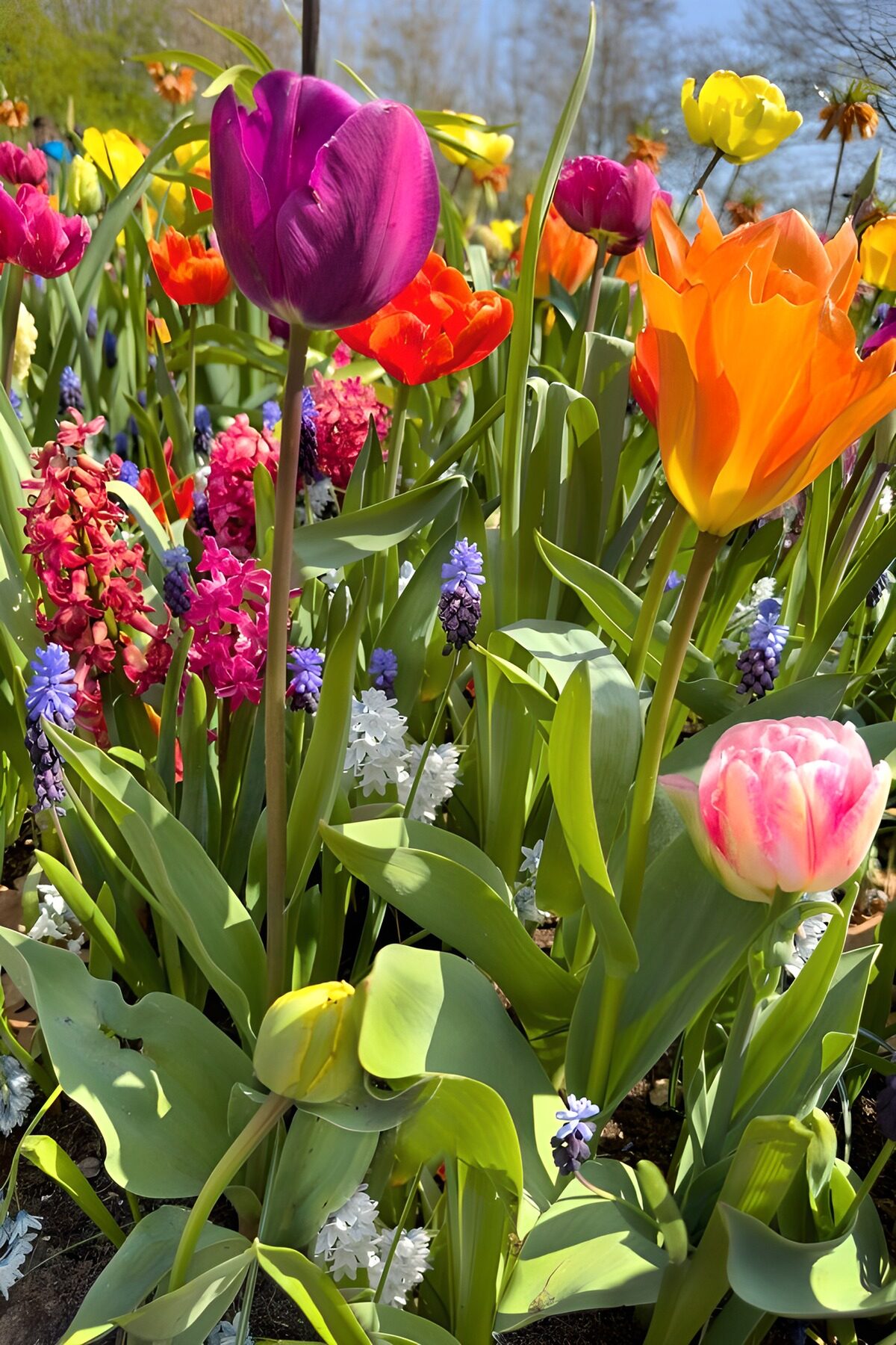 Colorful Spring Flower Garden