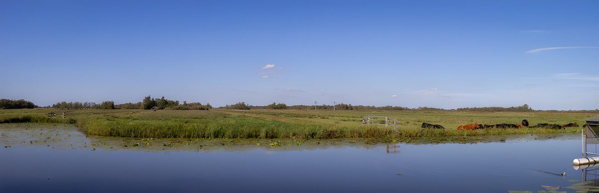 Serene Pasture by the Water