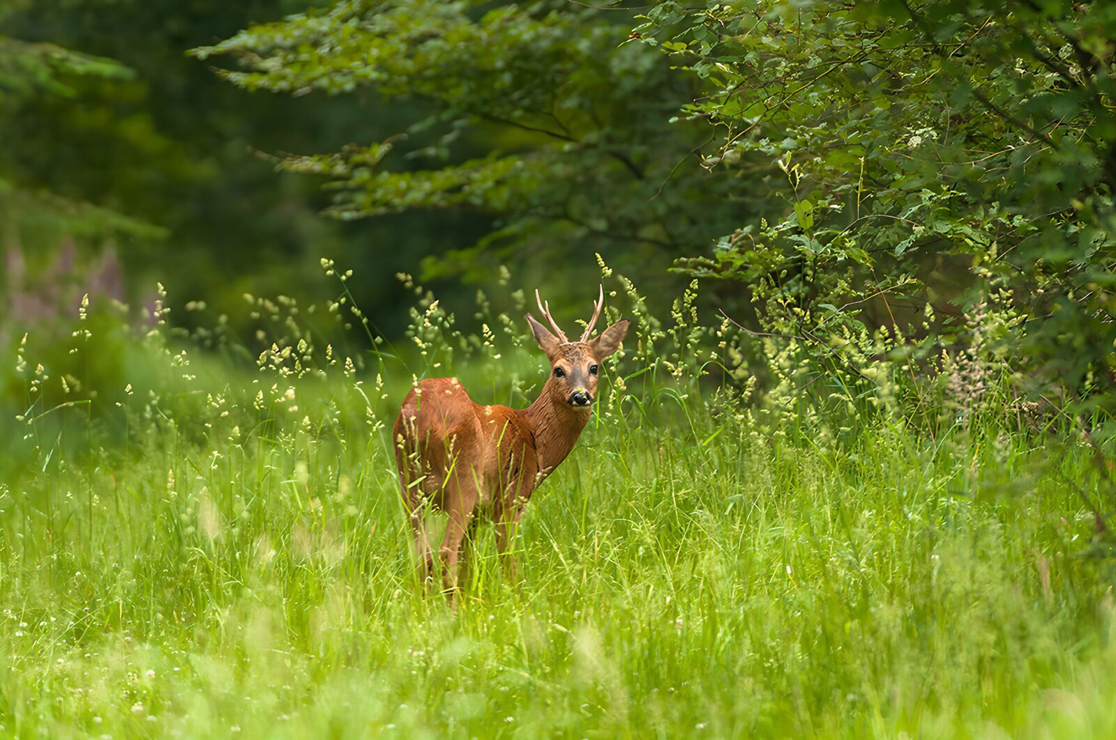 OCCOM3525088: Young Deer in Lush Green Landscape