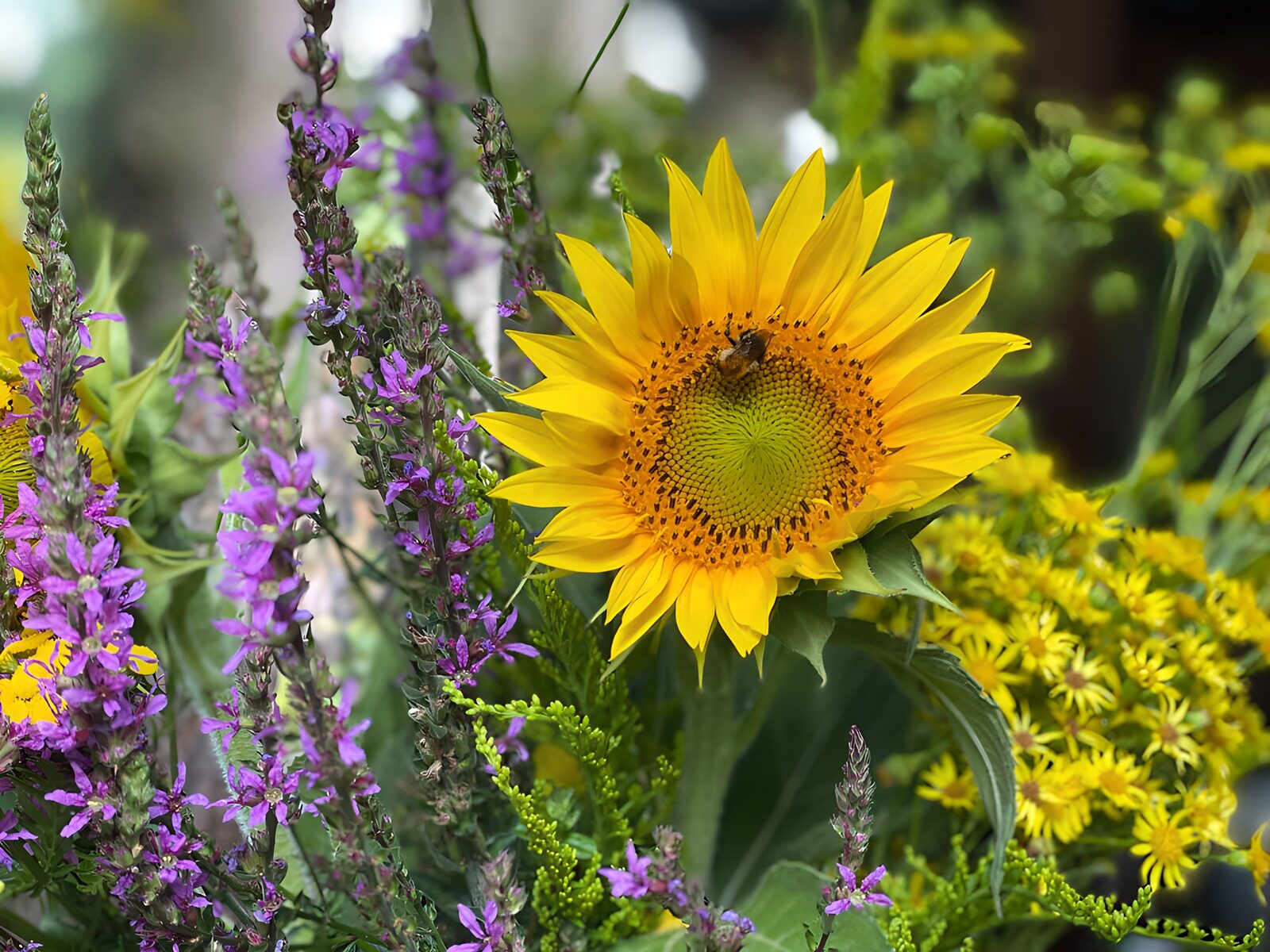 OCCOM6764520: Sunflower and Bee Among Wildflowers