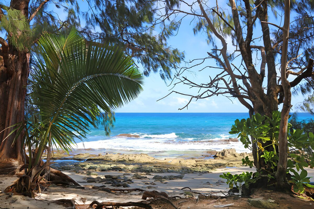 OCCOM6902869: Tropical Shoreline Serenity