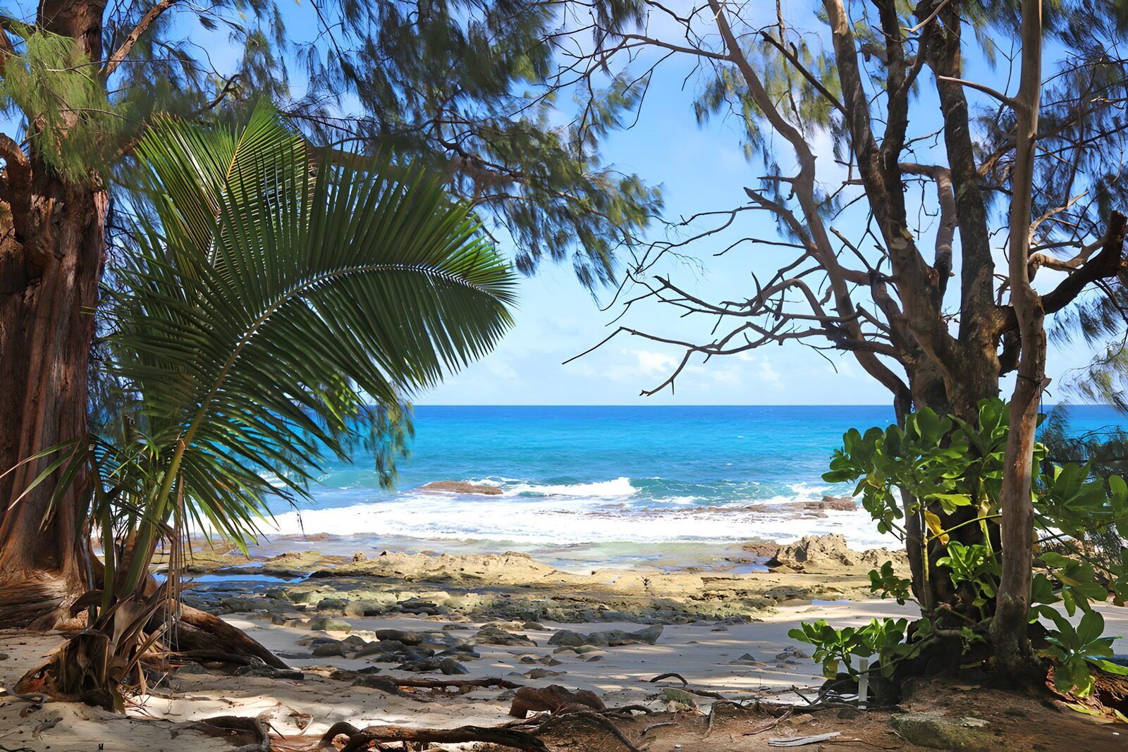 OCCOM6902869: Tropical Shoreline Serenity
