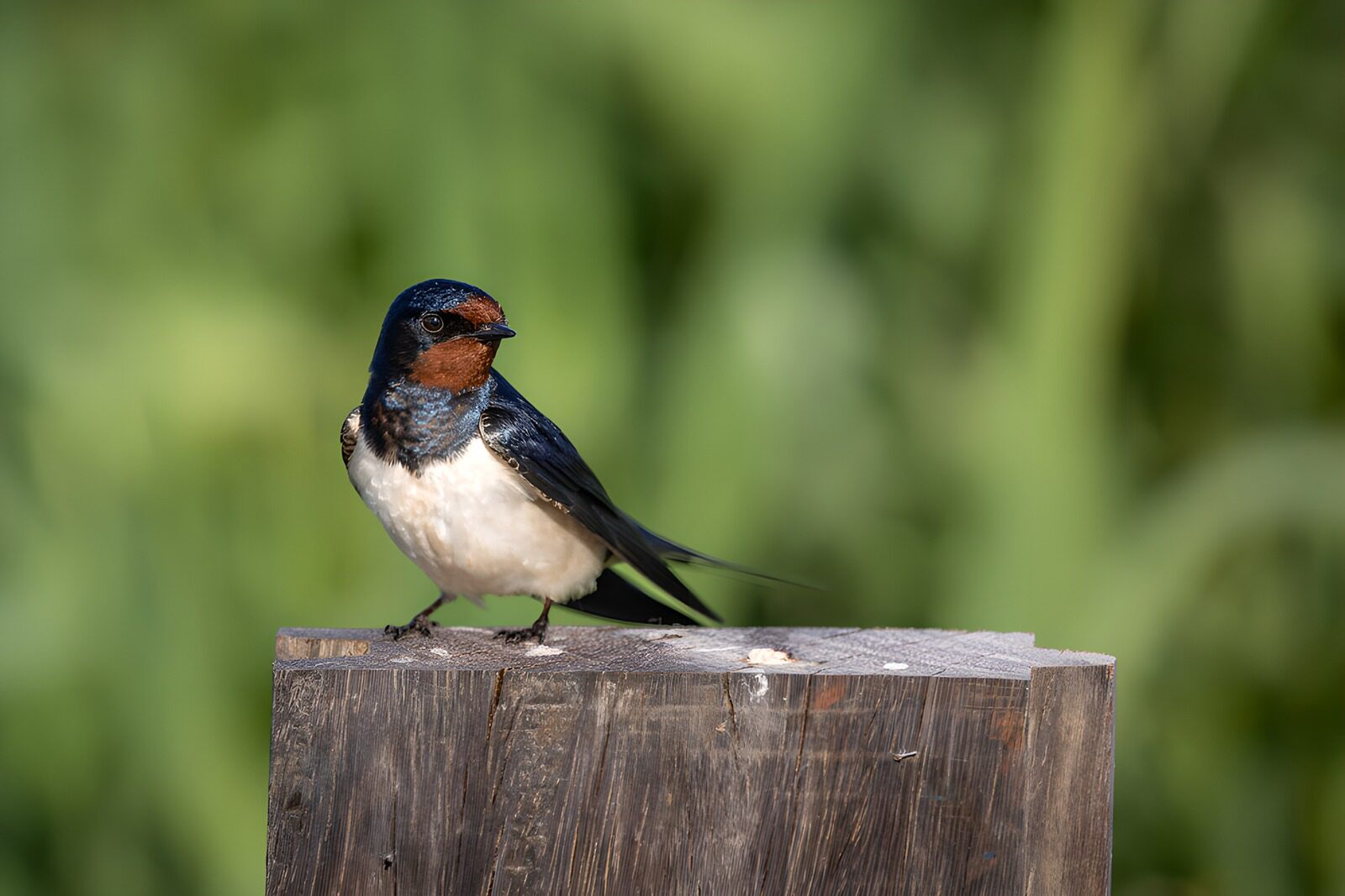 OCCOM3626054: Barn Swallow on Wooden Post