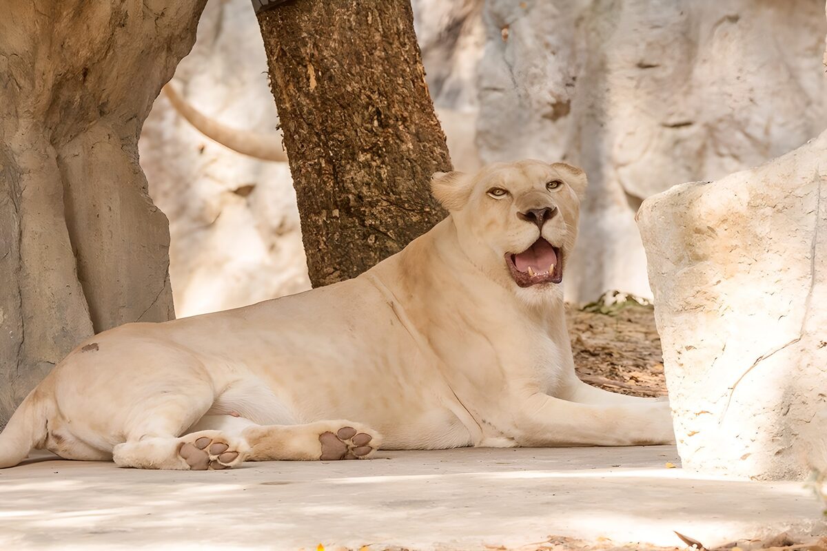 Relaxed White Lion in the Shade
