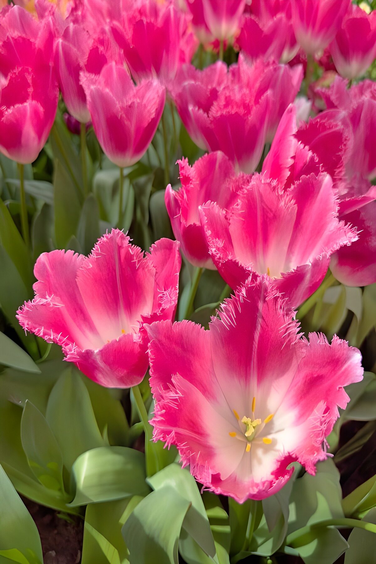 OCCOM8764165: Fringed Pink Tulips in Bloom