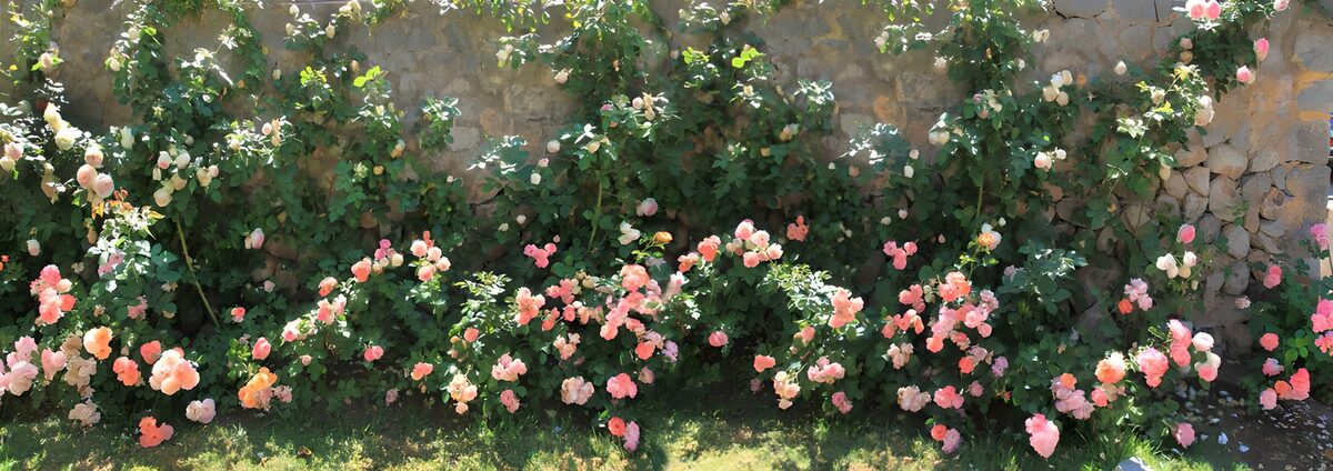 OCCOM5725622: Blooming Rose Garden Against a Stone Wall