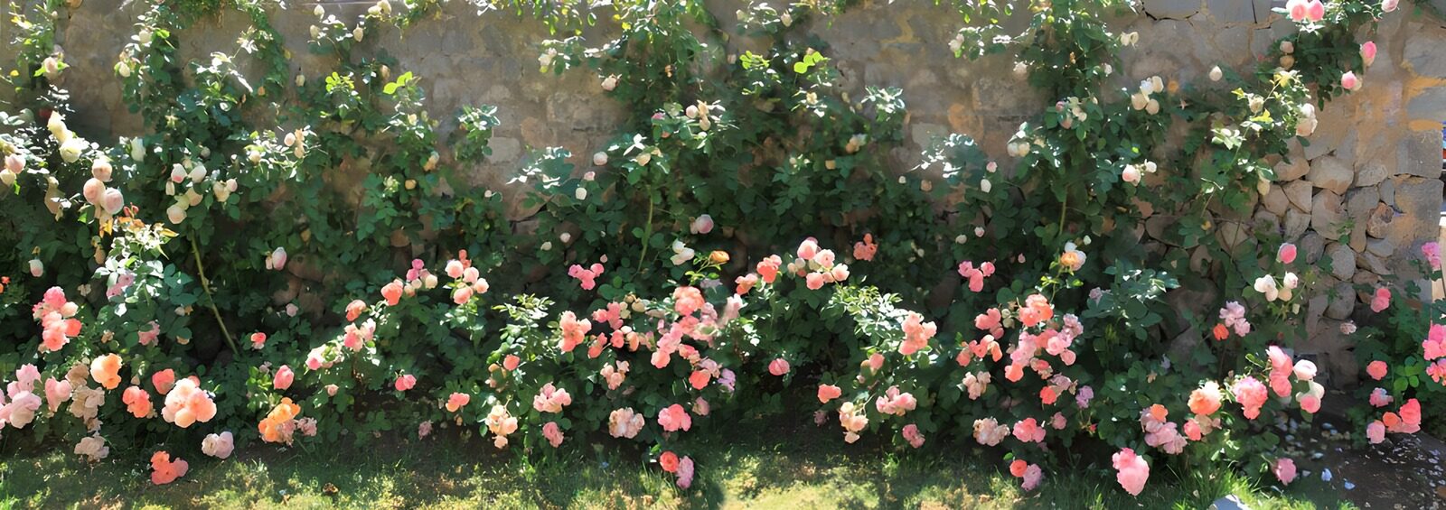 OCCOM5725622: Blooming Rose Garden Against a Stone Wall