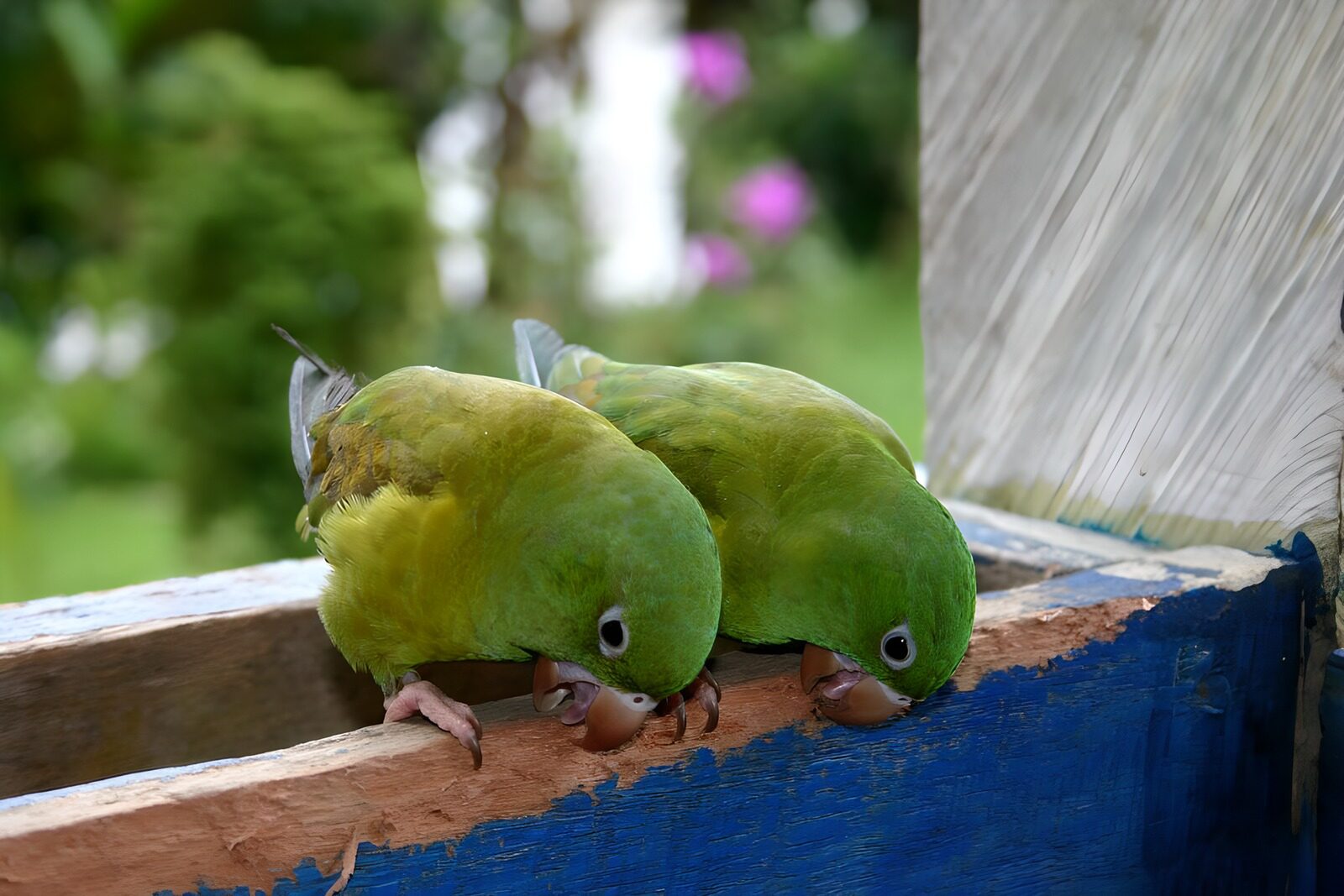OCCOM8911768: Playful Green Parrots Exploring Together