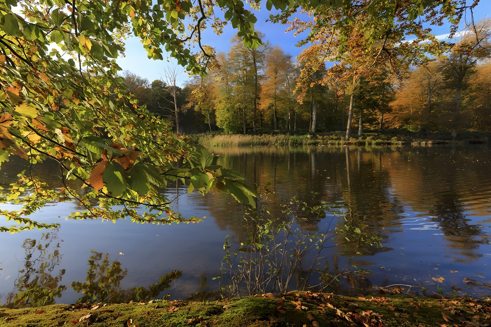 OCCOM3005811: Tranquil Lakeside in Autumn Glow