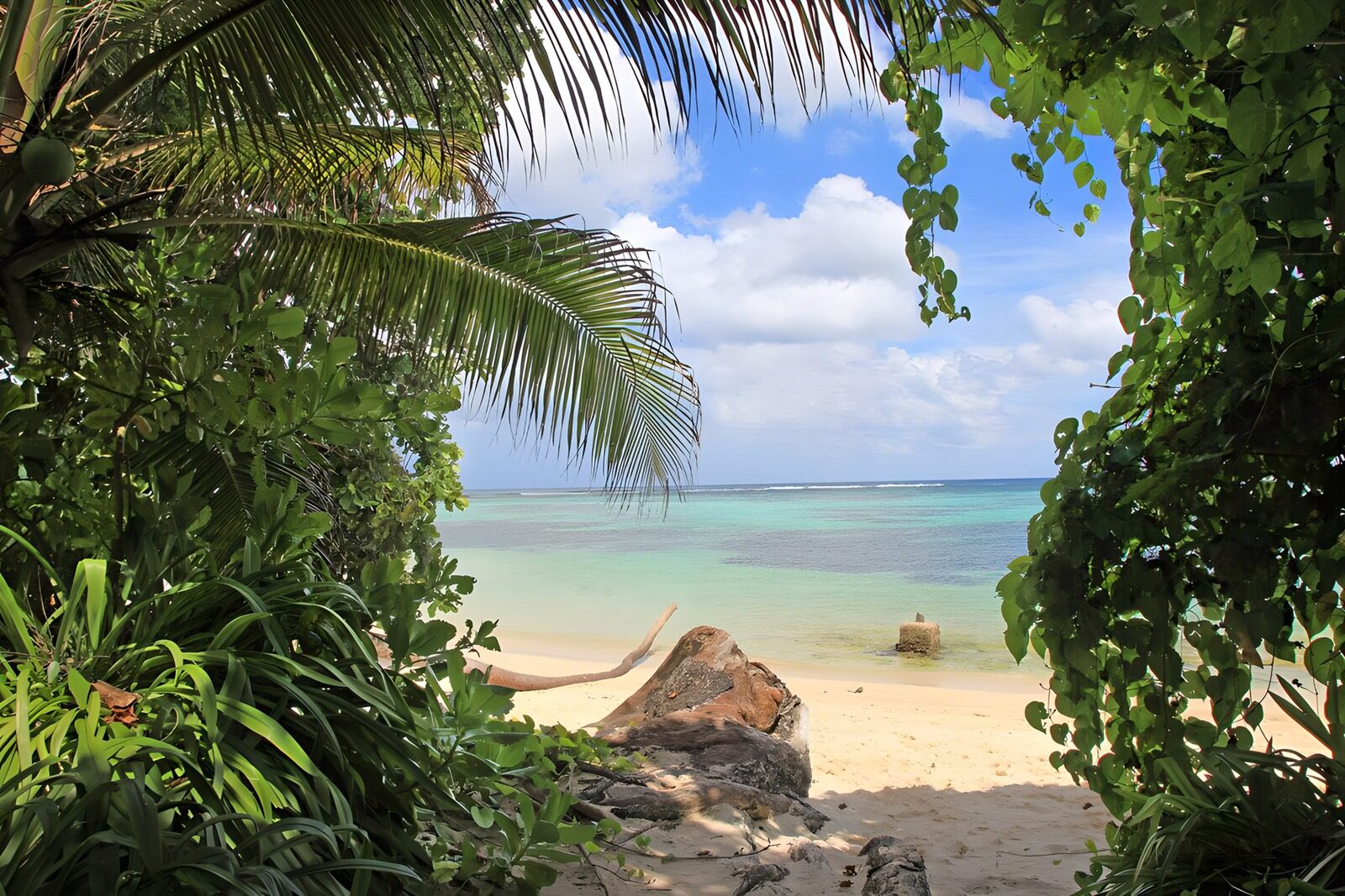 OCCOM4596512: Tropical Paradise View