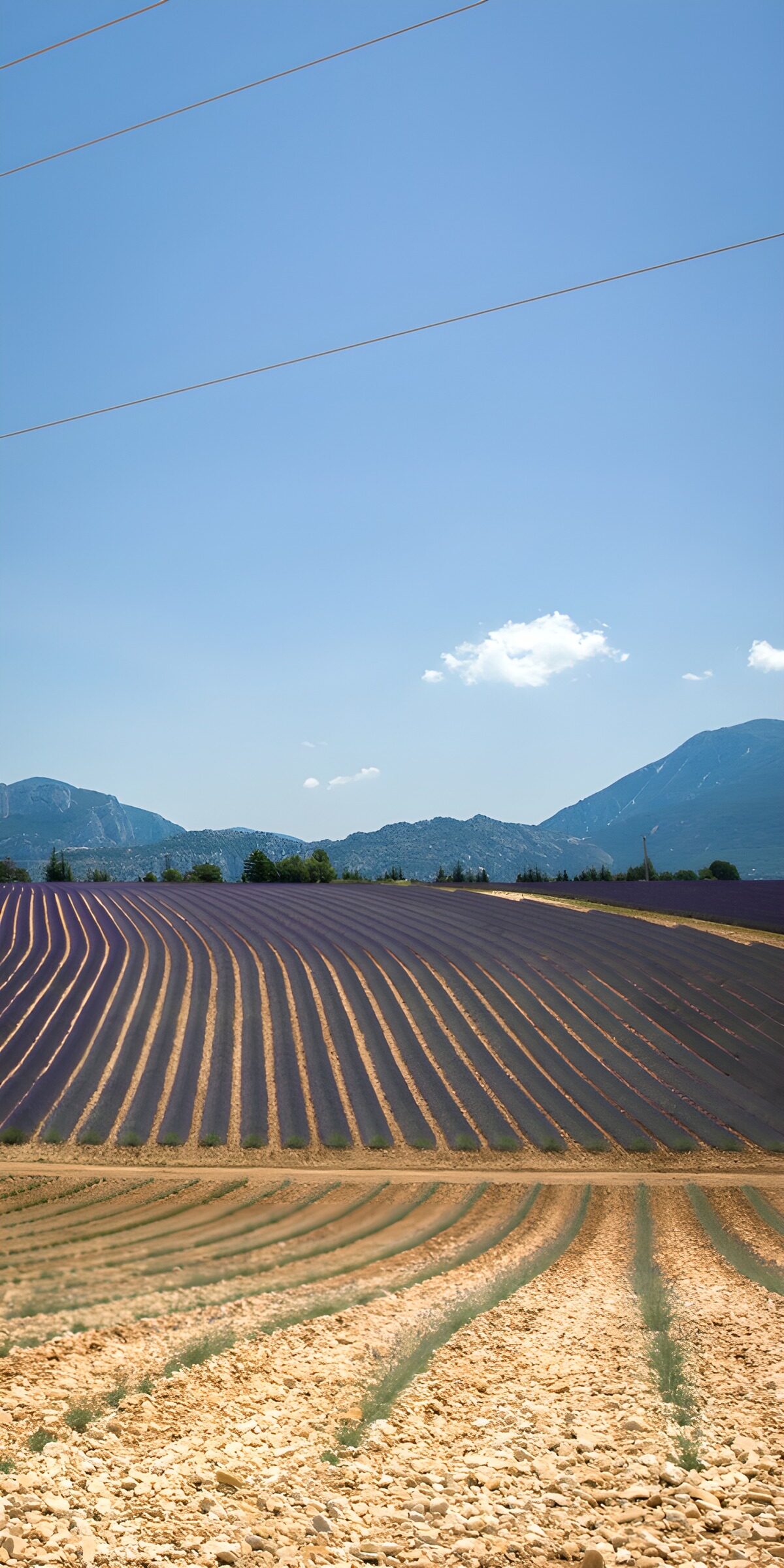 OCCOM3095068: Lavender Fields Under a Clear Sky