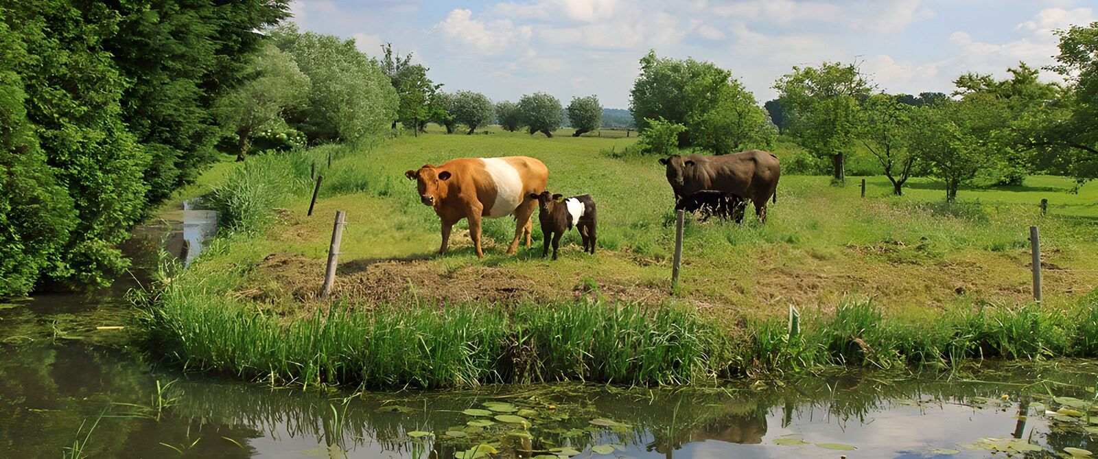 OCCOM5937542: Cows By the Tranquil Stream
