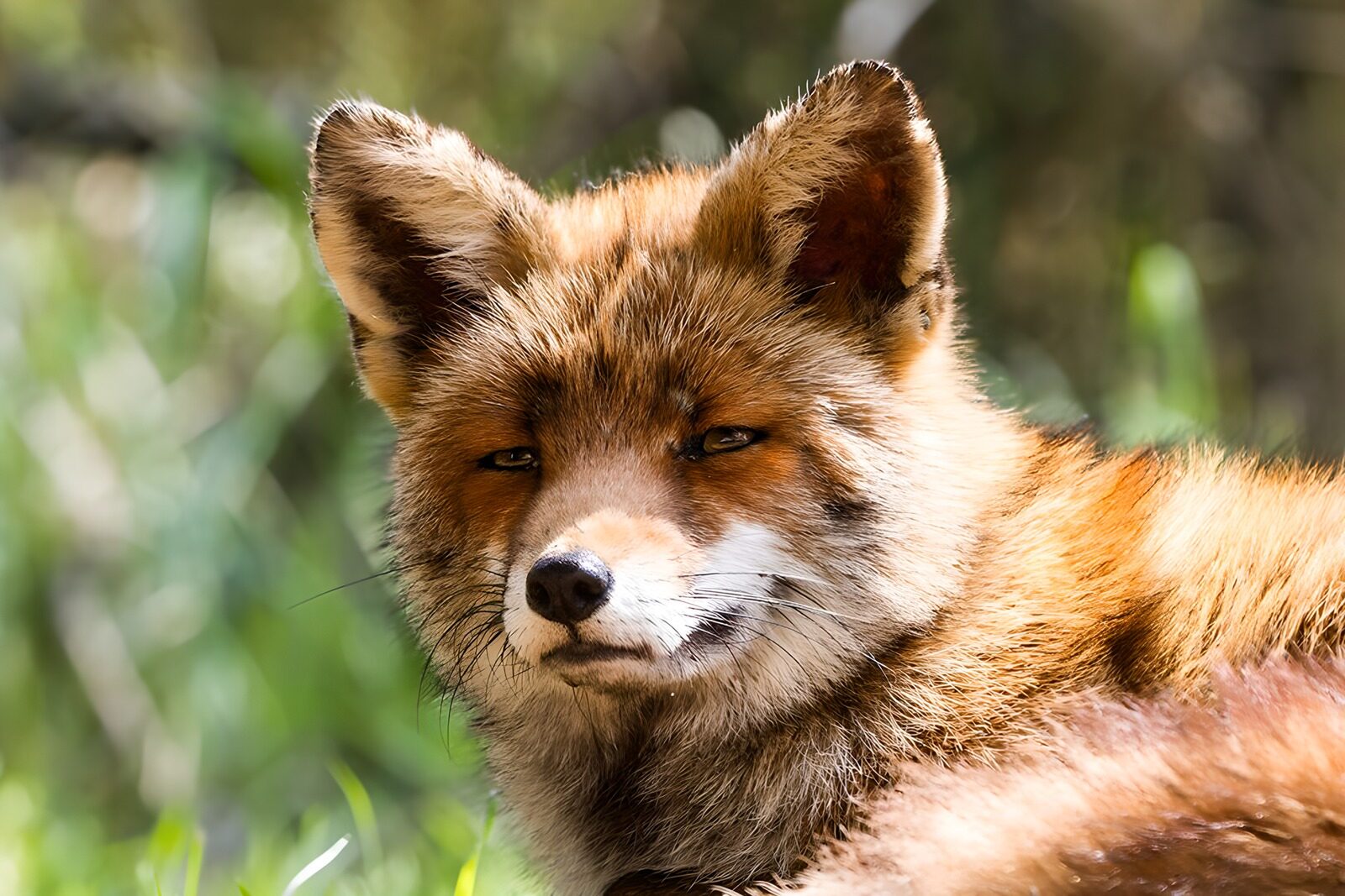 OCCOM6642082: Majestic Fox in Natural Habitat