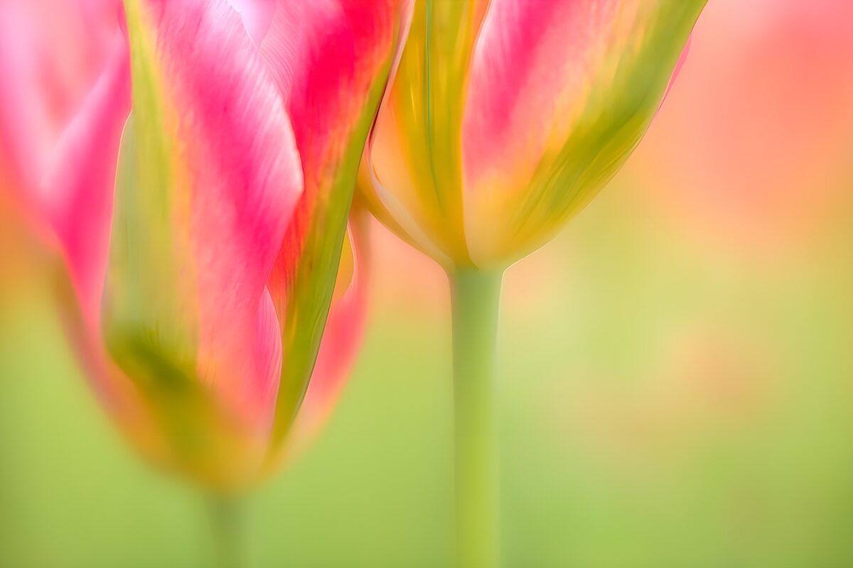 Delicate Pink Tulips in Soft Focus