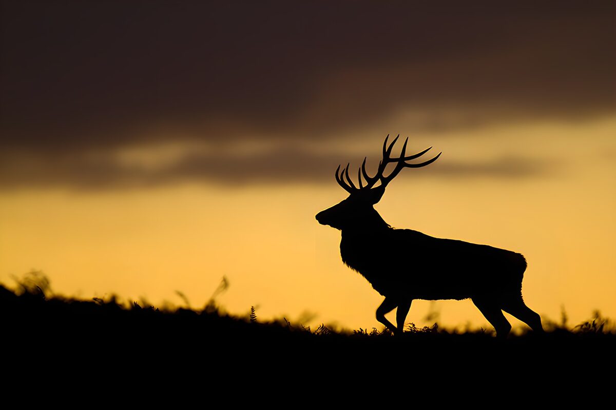 Majestic Stag at Sunset