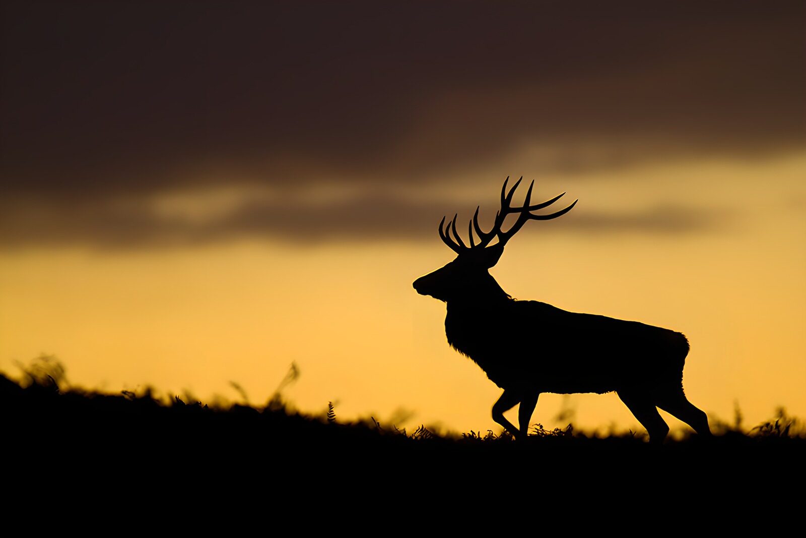 OCCOM5764398: Majestic Stag at Sunset